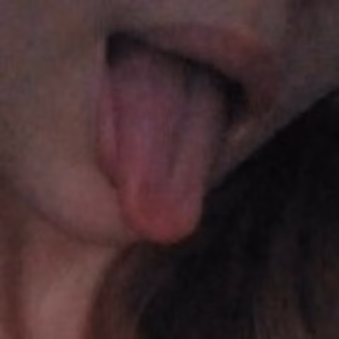 AriaHoe