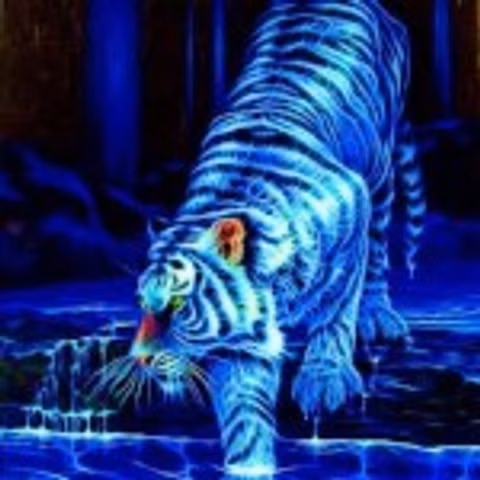 TigerAmber
